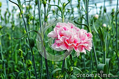 Ð¡ultivation of Dianthus caryophyllus, theÂ carnation flowering Stock Photo